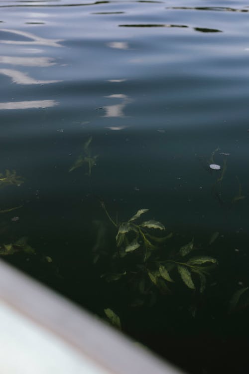Leaves Floating on Water