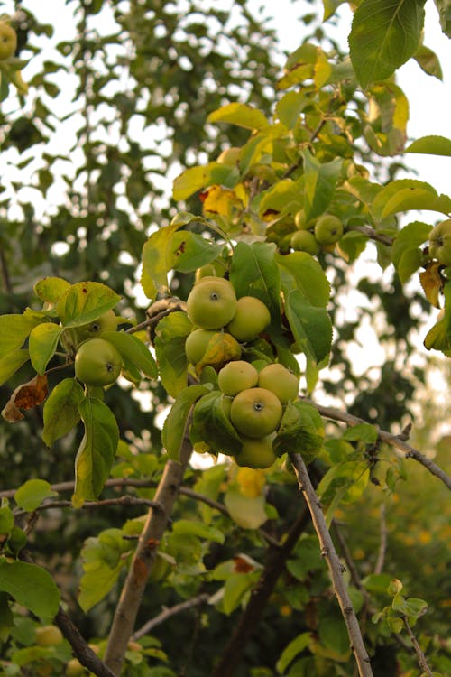 Green Apples on Tree