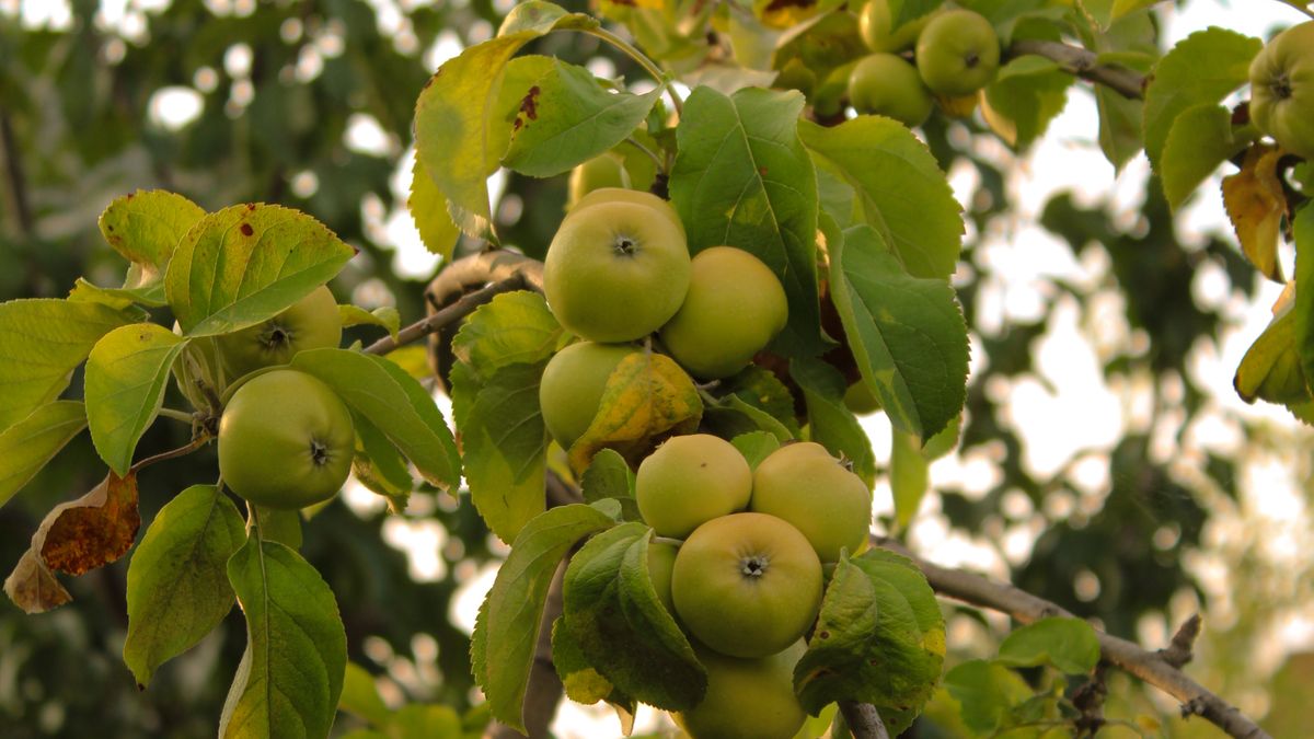 Comment réussir la taille des arbres fruitiers en été pour une meilleure récolte - illustration