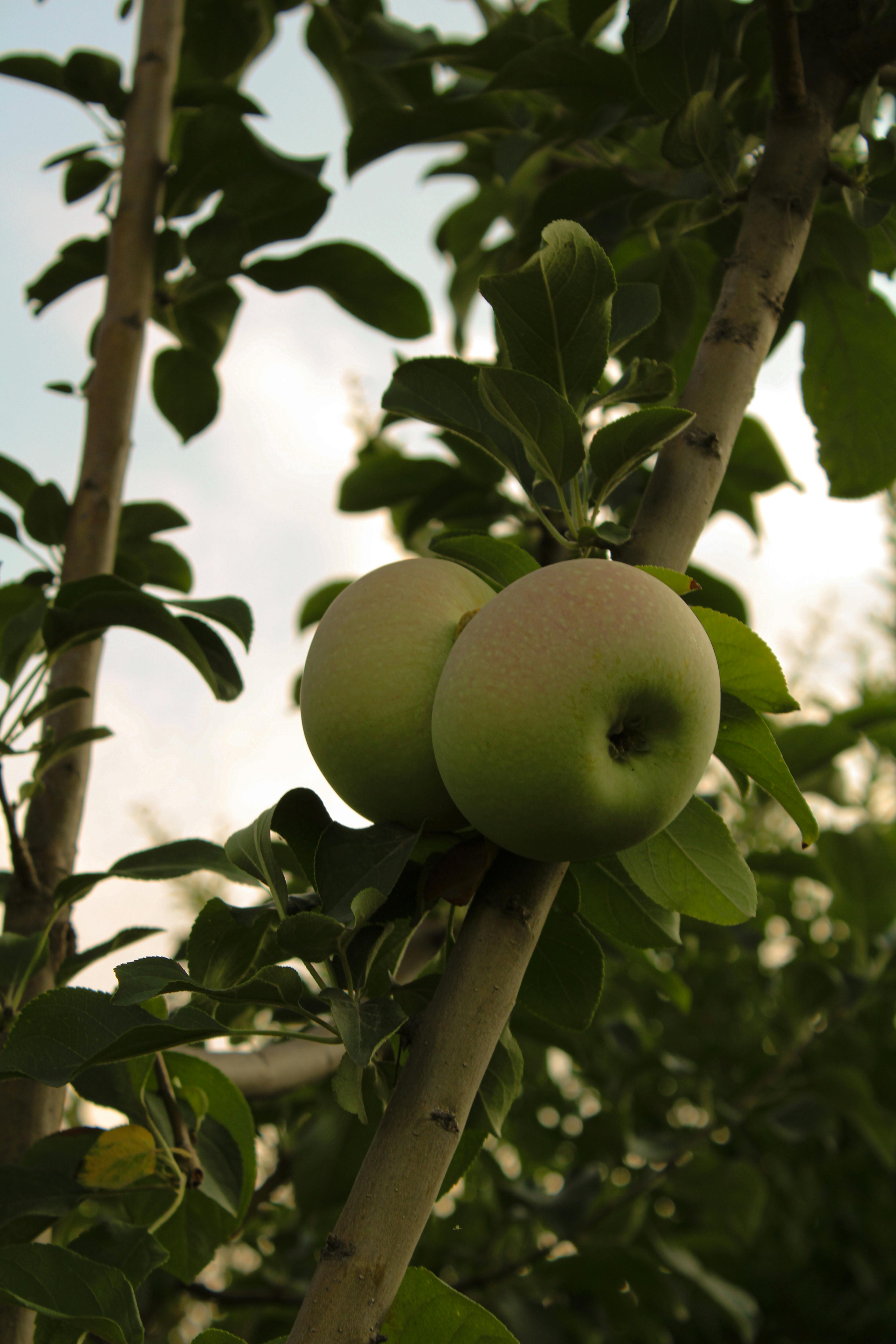 Close-up of green apples hanging on a tree branch in an orchard with foliage.