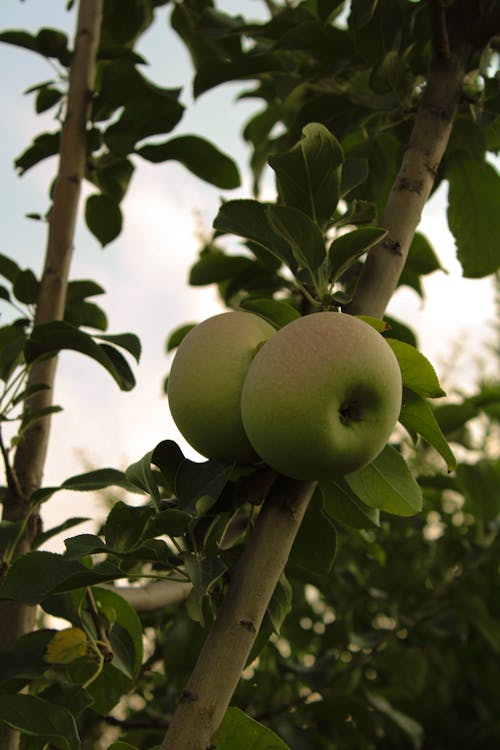 Apples on Tree