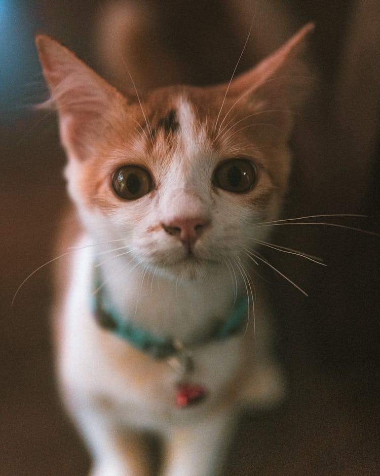 Close-up Of A Domestic Kitten 