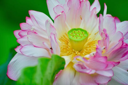 Close up of Lotus Flower