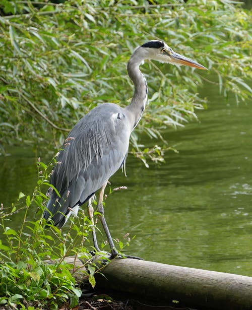 Grey Heron in Nature