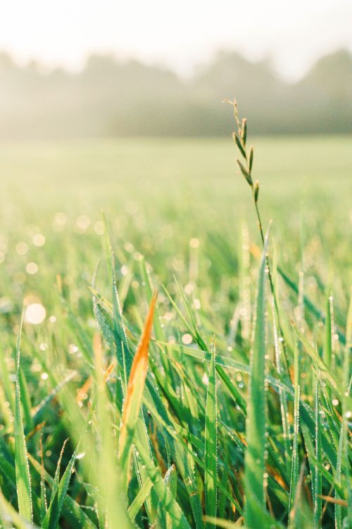Free Serene morning view of dew-covered grass in Vitebsk, perfect for nature-themed backgrounds. Stock Photo