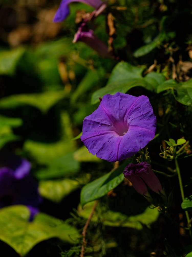 Purple Morning Glory Flower