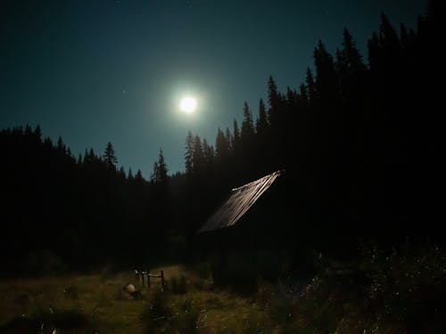 夜森林, 月圓, 黑森林 的 免費圖庫相片