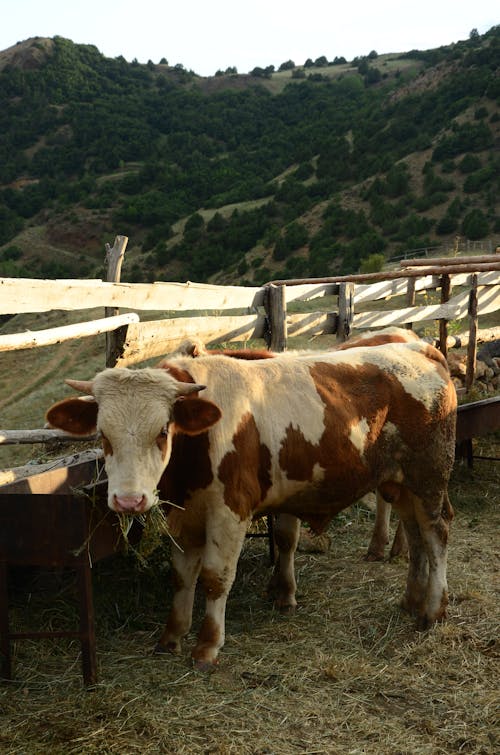 Бесплатное стоковое фото с вертикальный выстрел, домашний скот, загон для скота