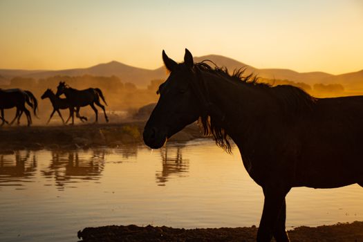 Silhouettes of horses near a lake and mountains captured at sunrise, creating an idyllic scene.
