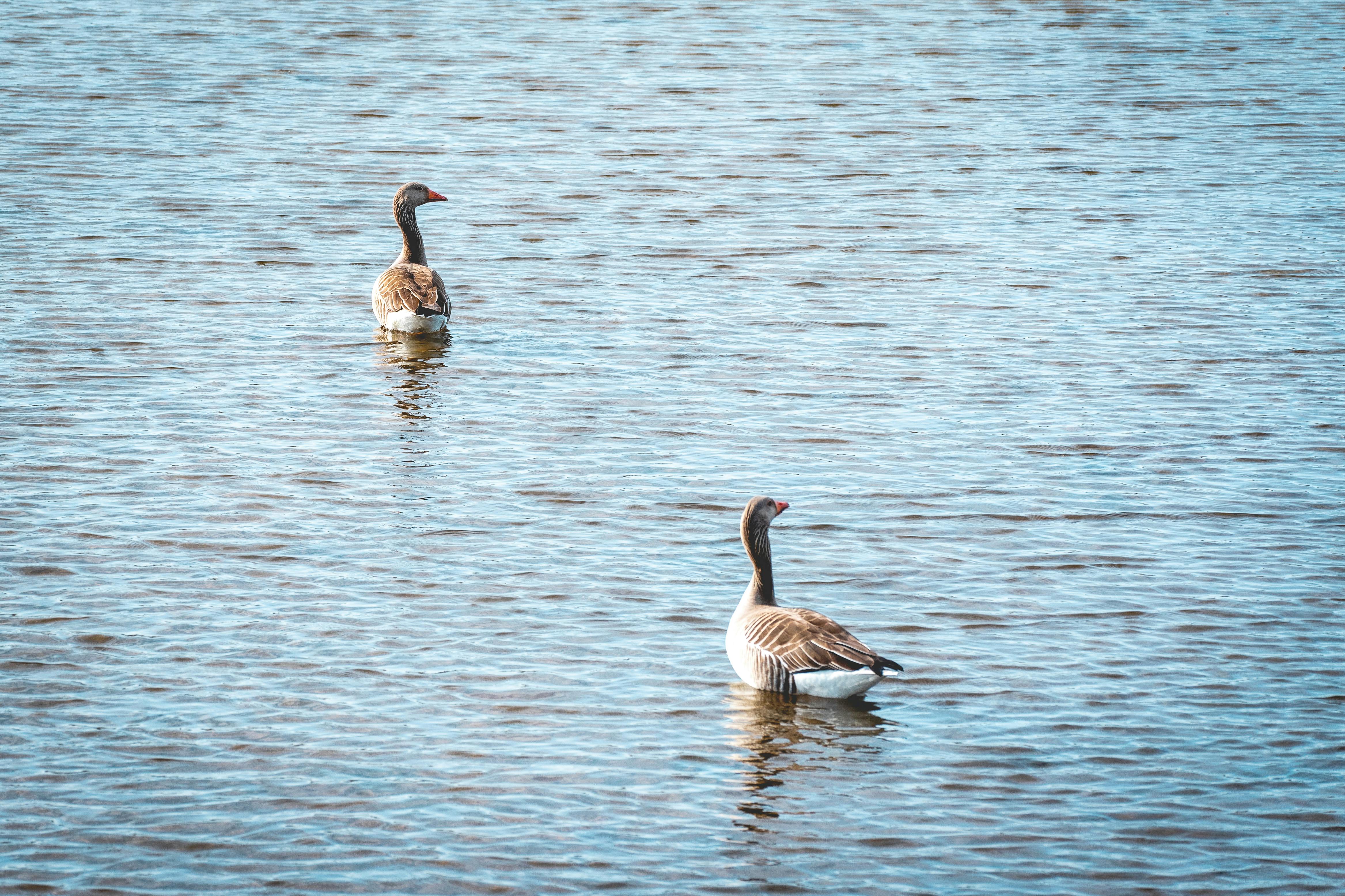 Vandaag ga ik: Vogels spotten bij de Rottemeren