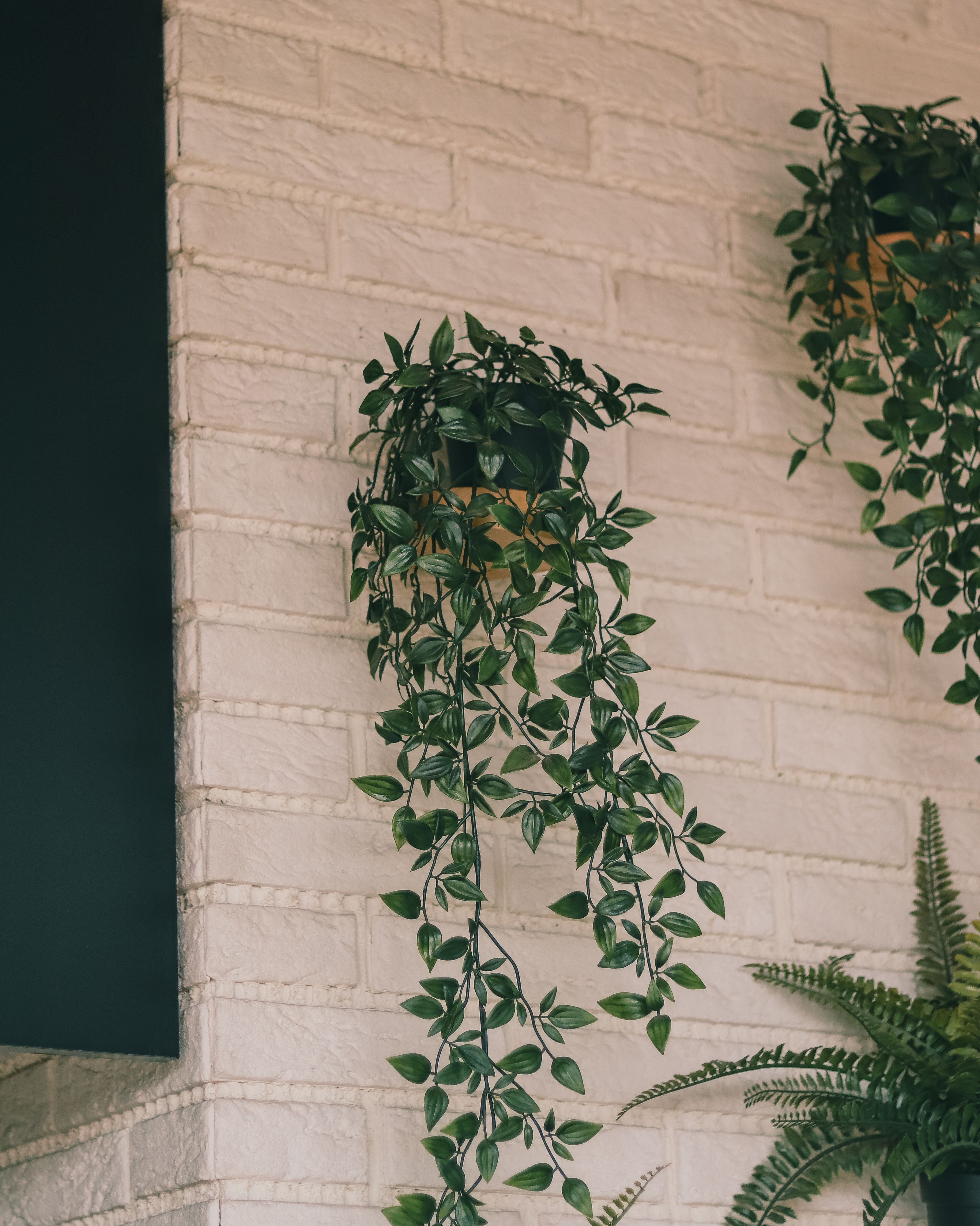 Hanging plant in a bright room