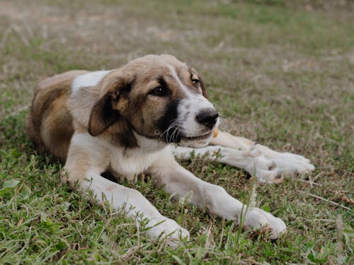 Free Dog Lying Down on Ground Stock Photo