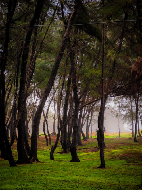 View of Trees and a Grass