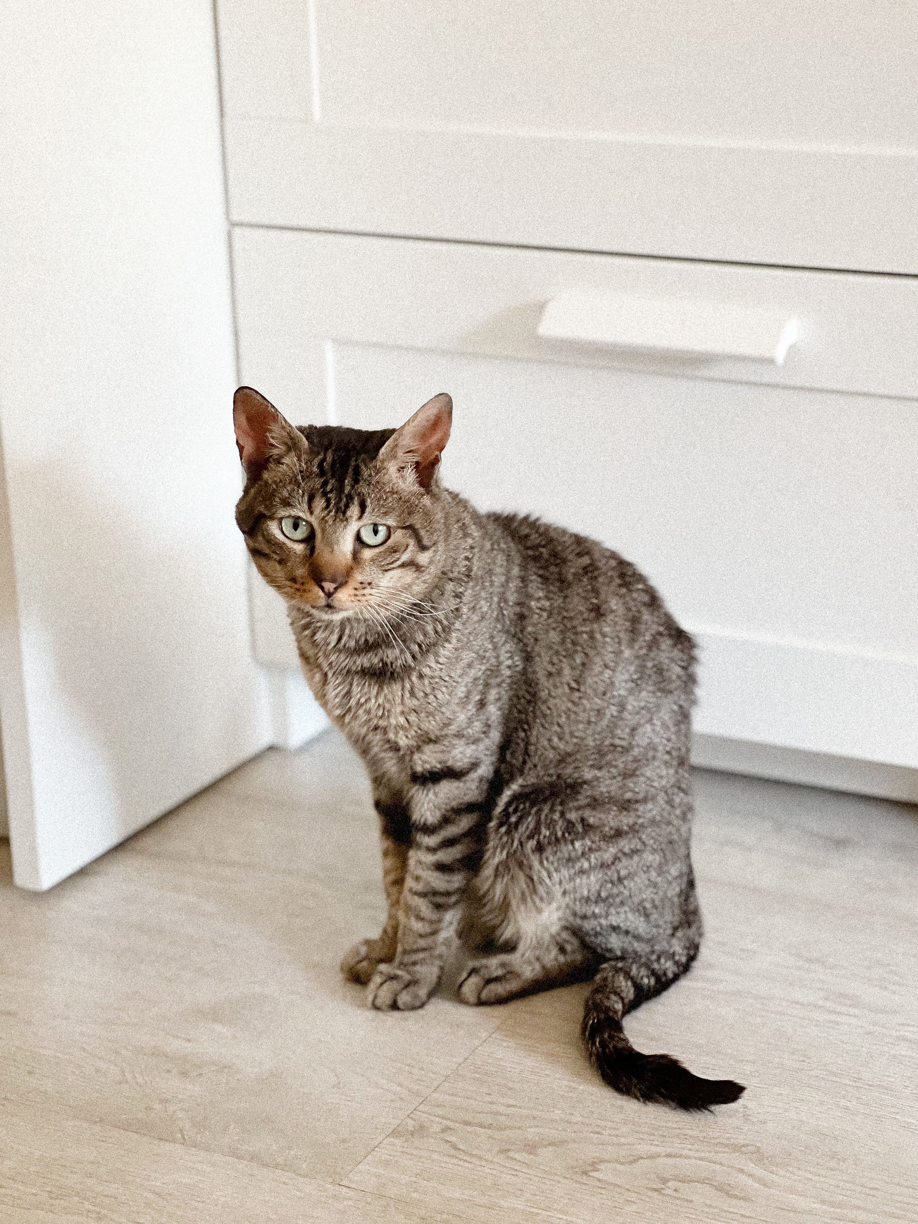 A Tabby Cat Sitting on the Floor at Home · Free Stock Photo