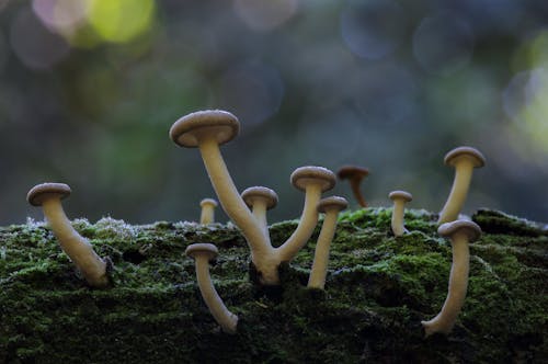 Gratis stockfoto met aarde, champignons, detailopname