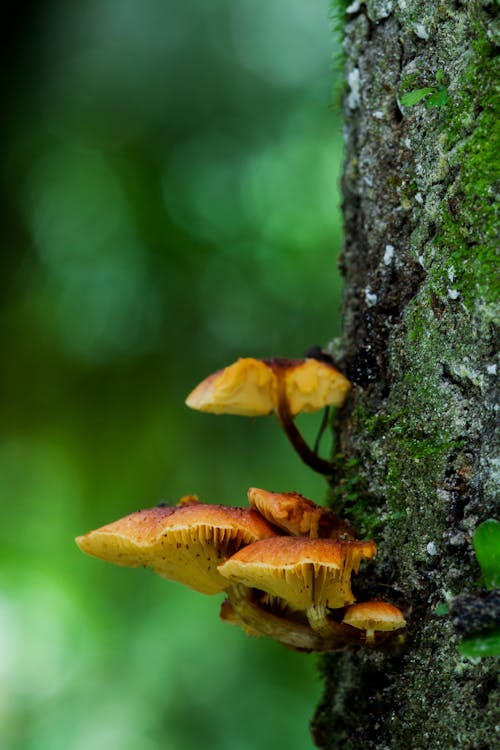 Close-up of Fungi Growing on a Tree Trunk 