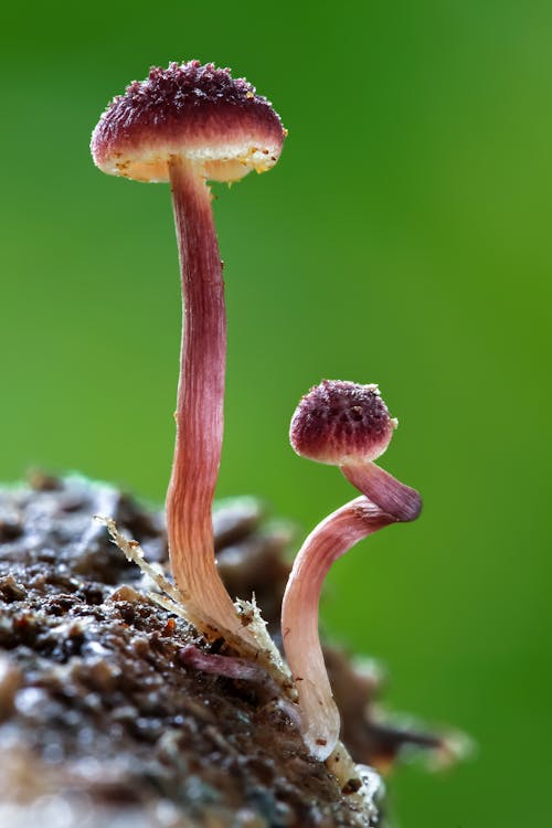 Close up of Mushrooms