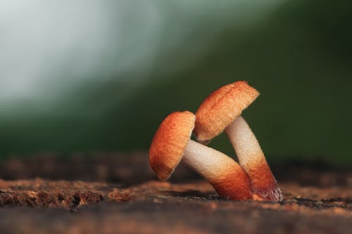 Close up of Bent Mushrooms