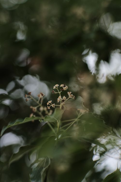 Free Delicate flowers blooming on a lush green tree branch, captured in a soft-focus close-up outdoors. Stock Photo