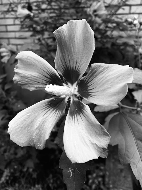 Free stock photo of beautiful flower, black and white, hydrangea