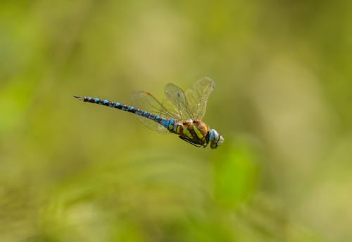 Migrant Hawker Dragonfly