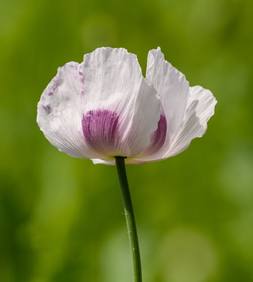 Opium Poppy Flower