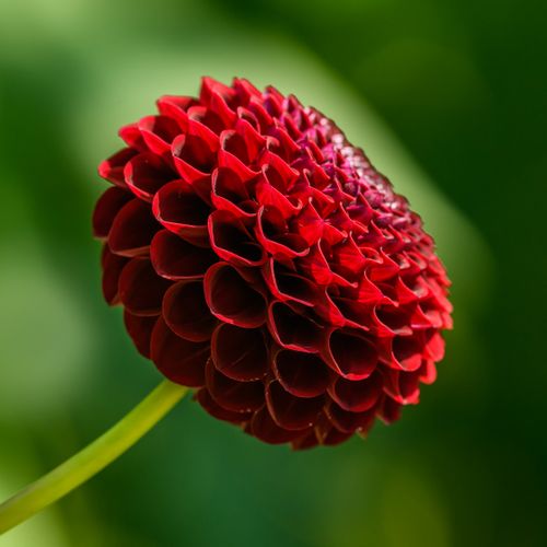Free Vibrant red dahlia flower in detailed close-up against lush greenery. Stock Photo