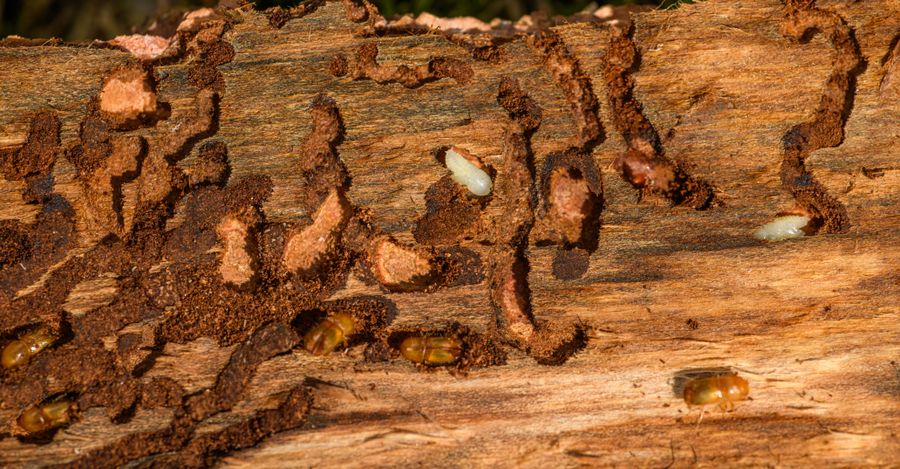 Wood damaged by boring insects