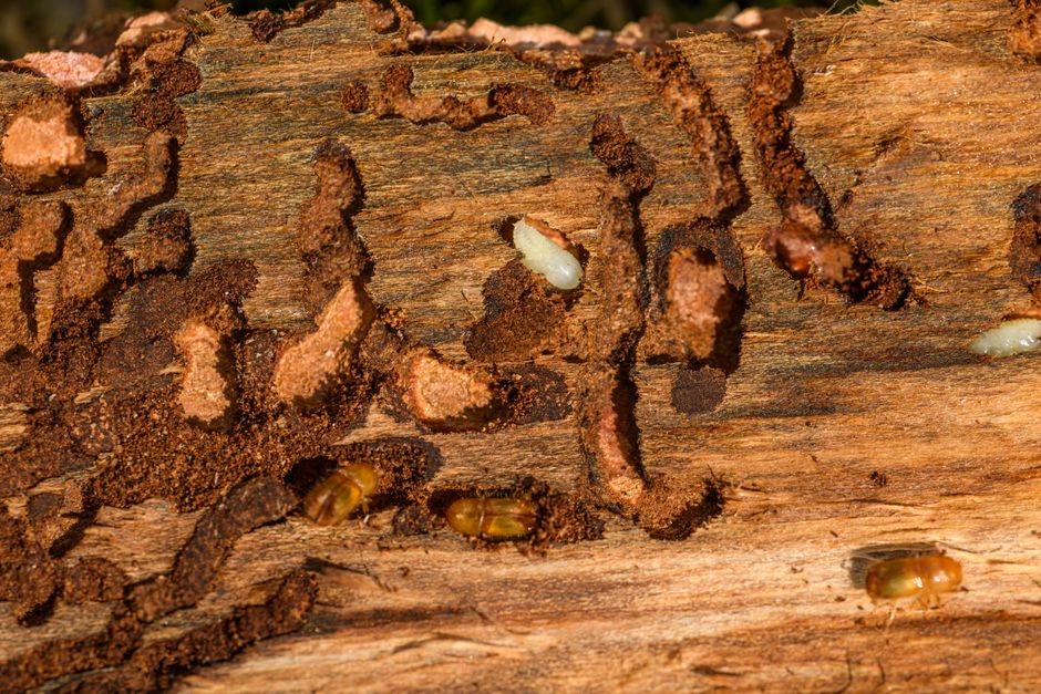 Close-up of tree bark showing insect boring damage — pest problems affecting Hollywood juniper trees in Surrey BC