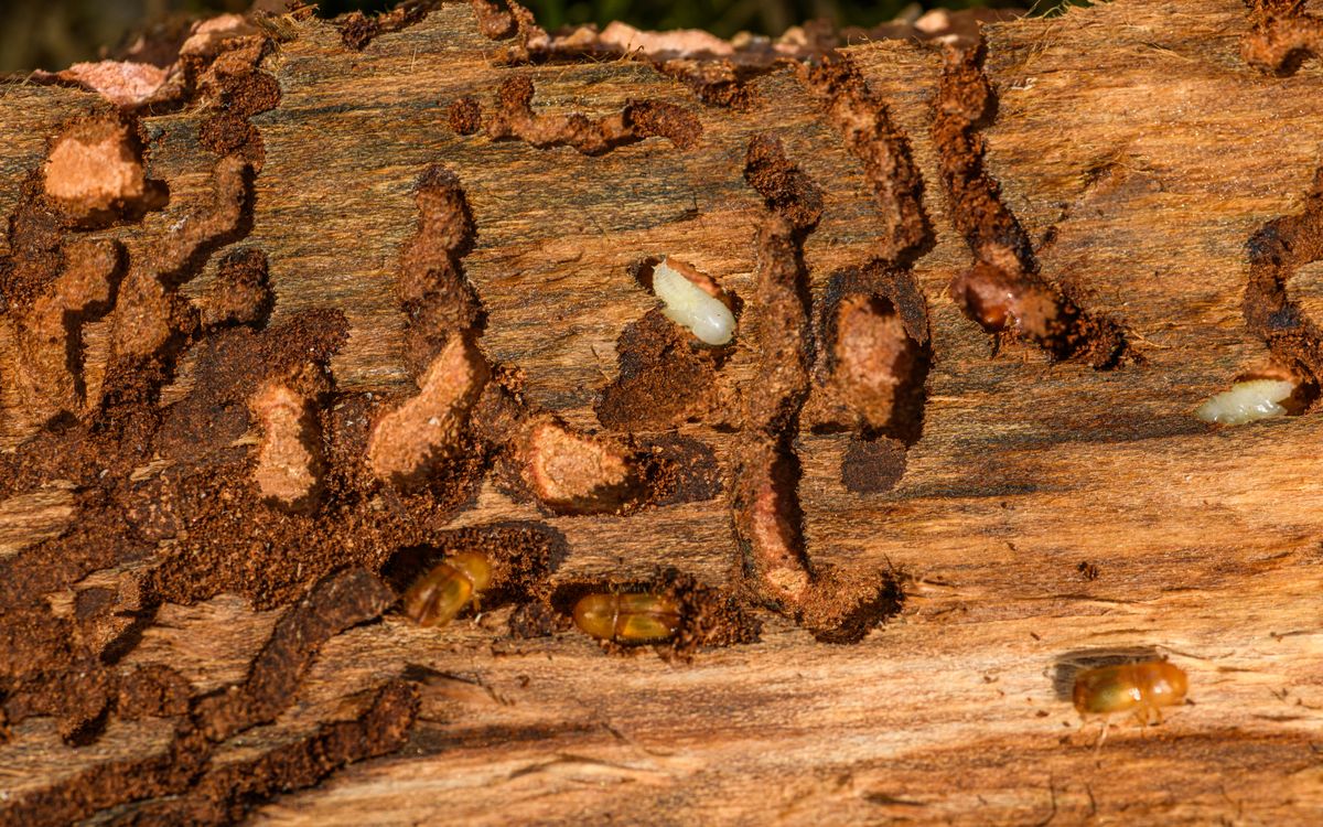 Pest-control professional treating a property