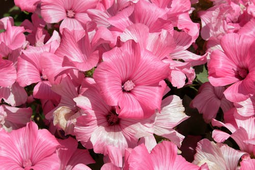 Foto d'estoc gratuïta de bellesa natural, enfocament selectiu, flors