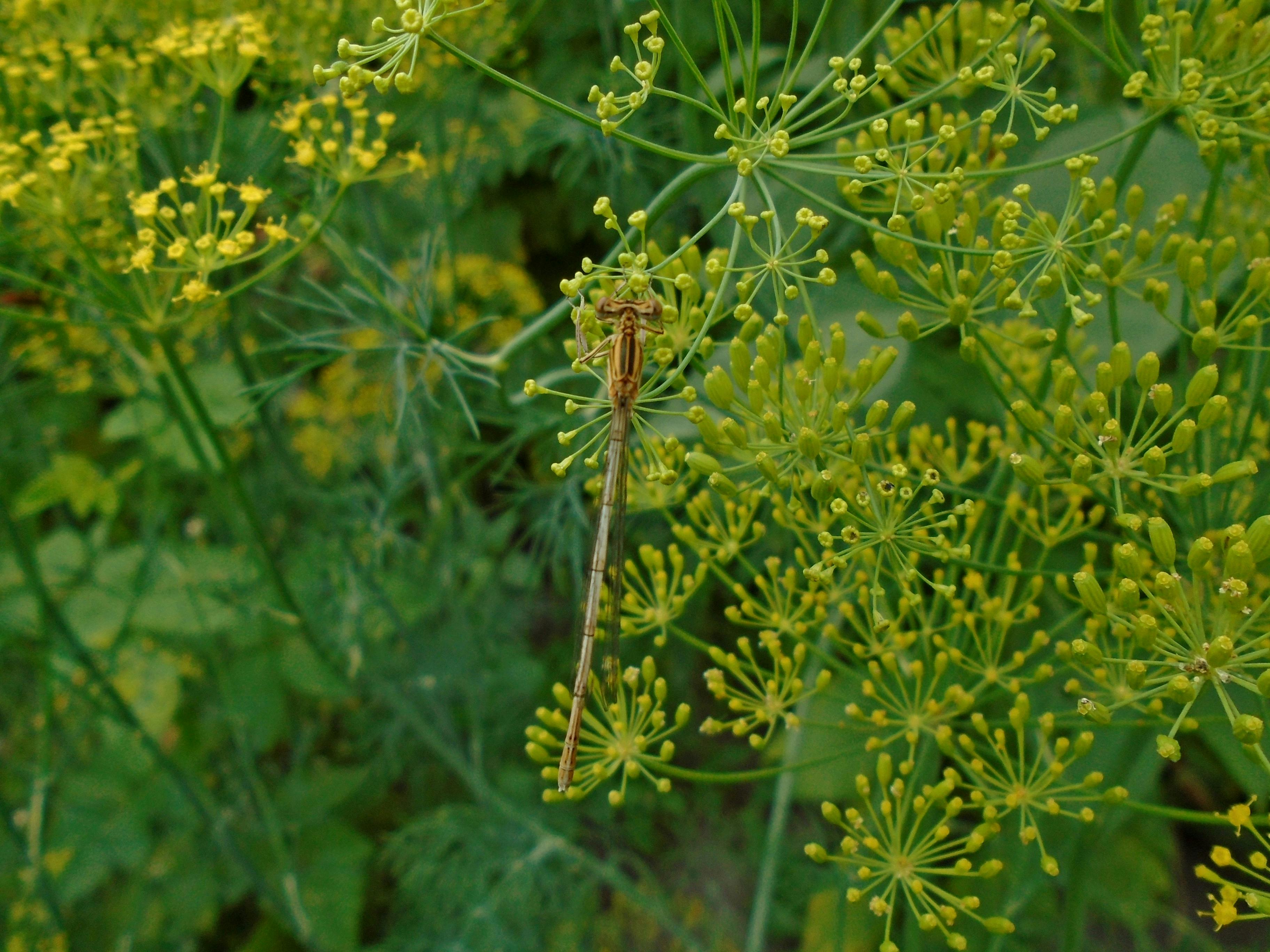 Free stock photo of brown, closeup, dill