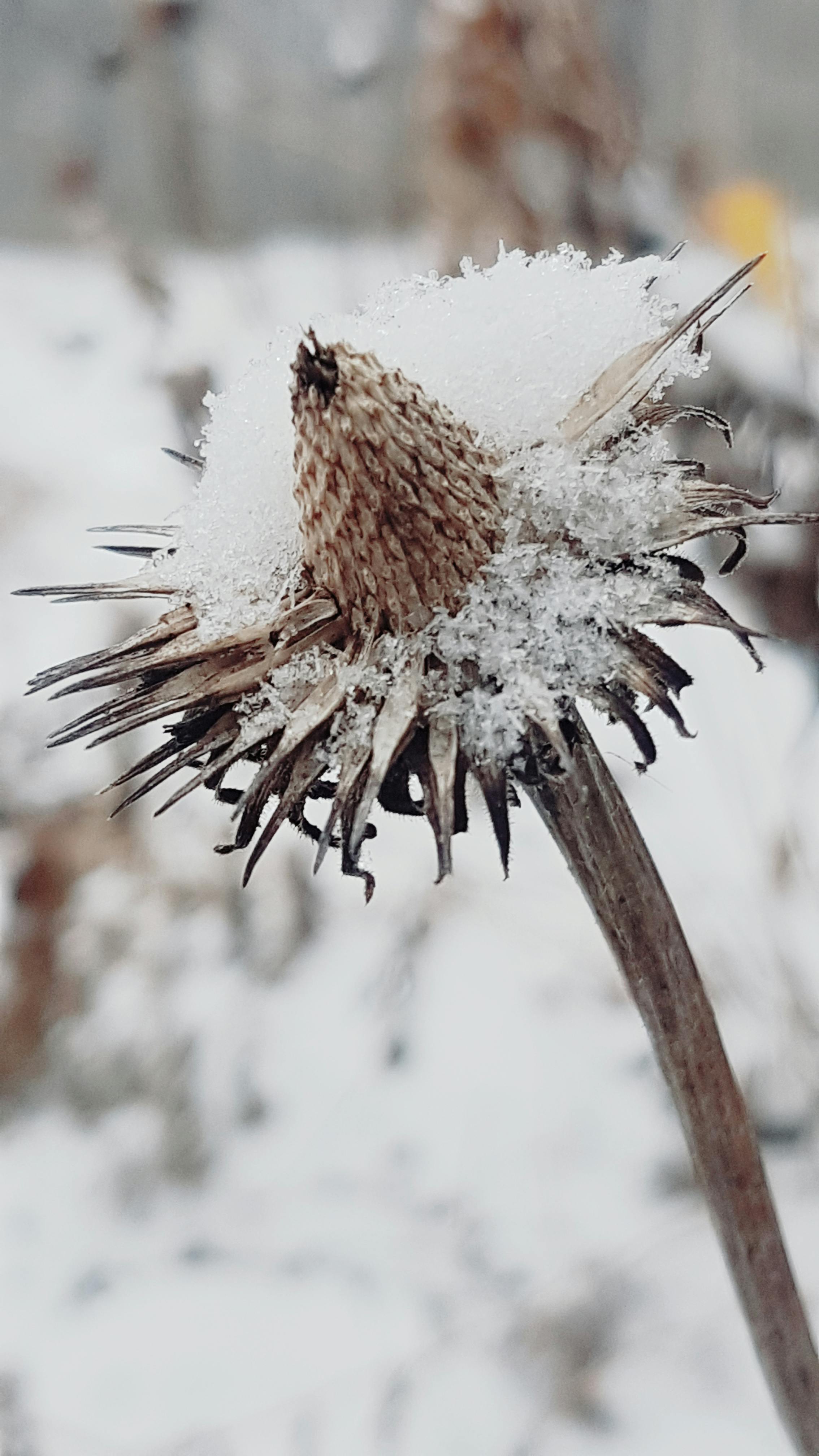 Free stock photo of #nature #winter #flower #dead