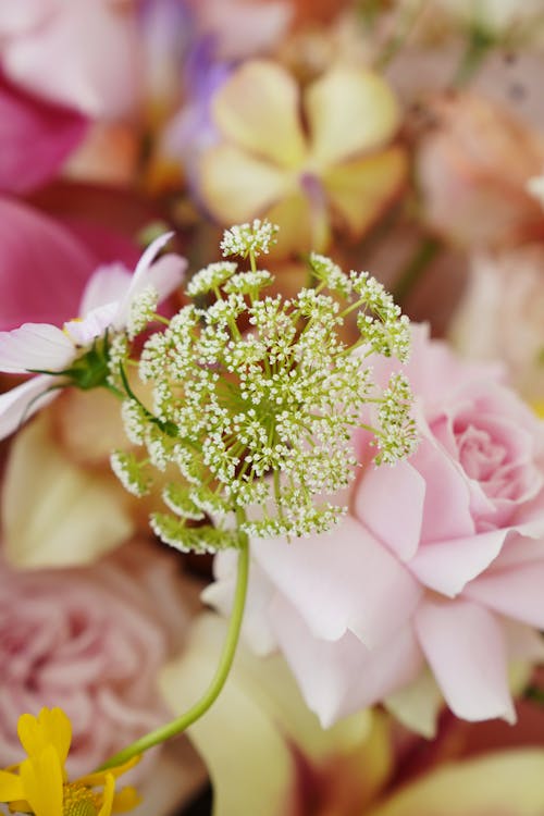 Kostenloses Stock Foto zu blumen, blütenblätter, bunt