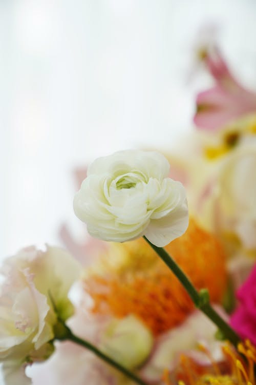 Foto stok gratis alam, bunga, kelopak