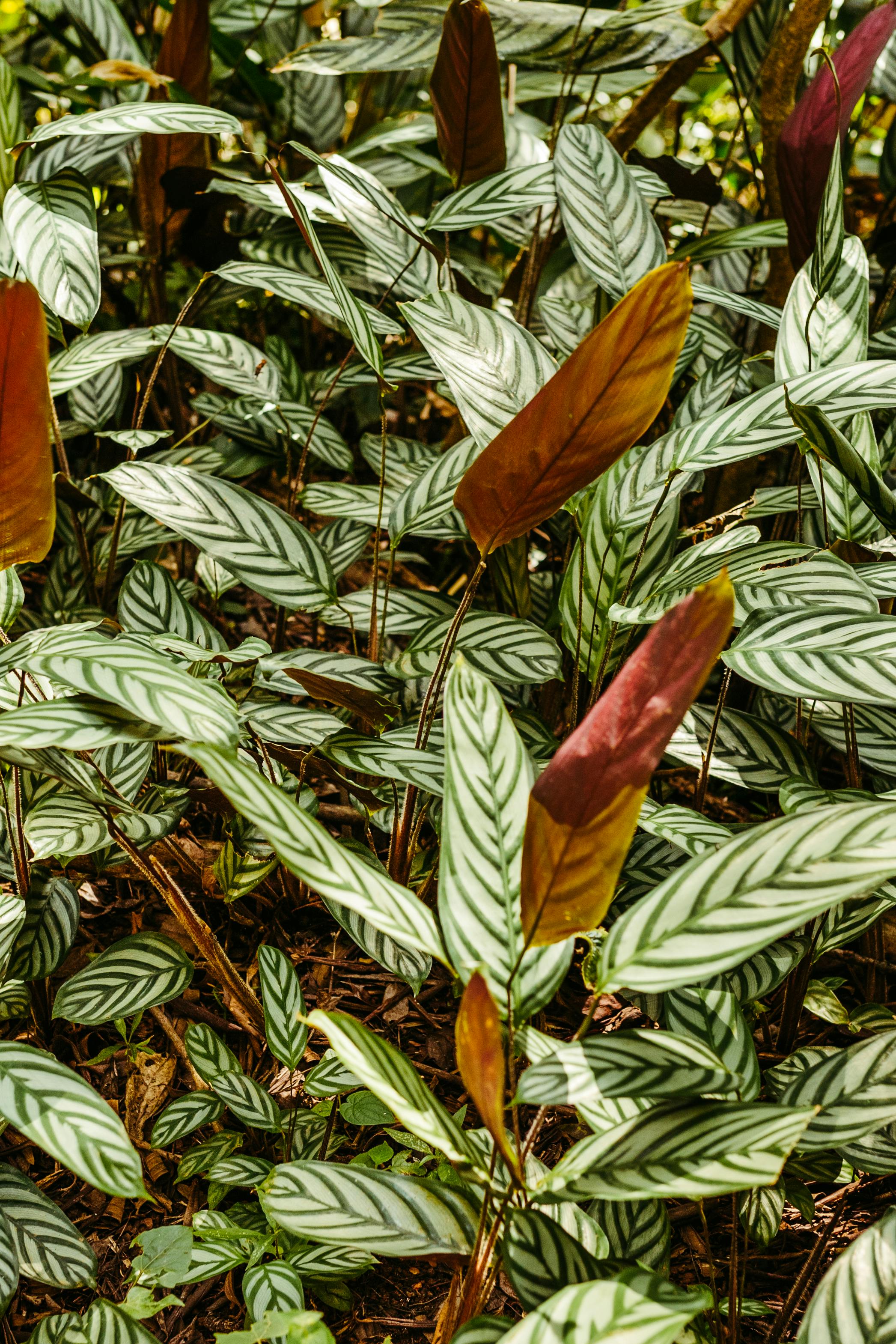 Calathea Wallpaper Photos, Download The BEST Free Calathea Wallpaper