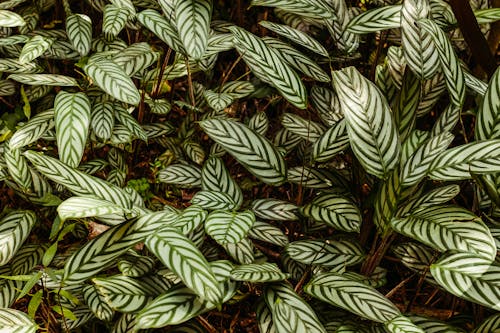 Immagine gratuita di bamburanta gigante, brasile, foglie