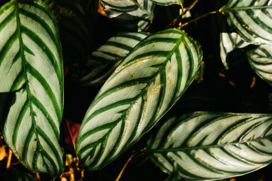 Ctenanthe burle-marxii
