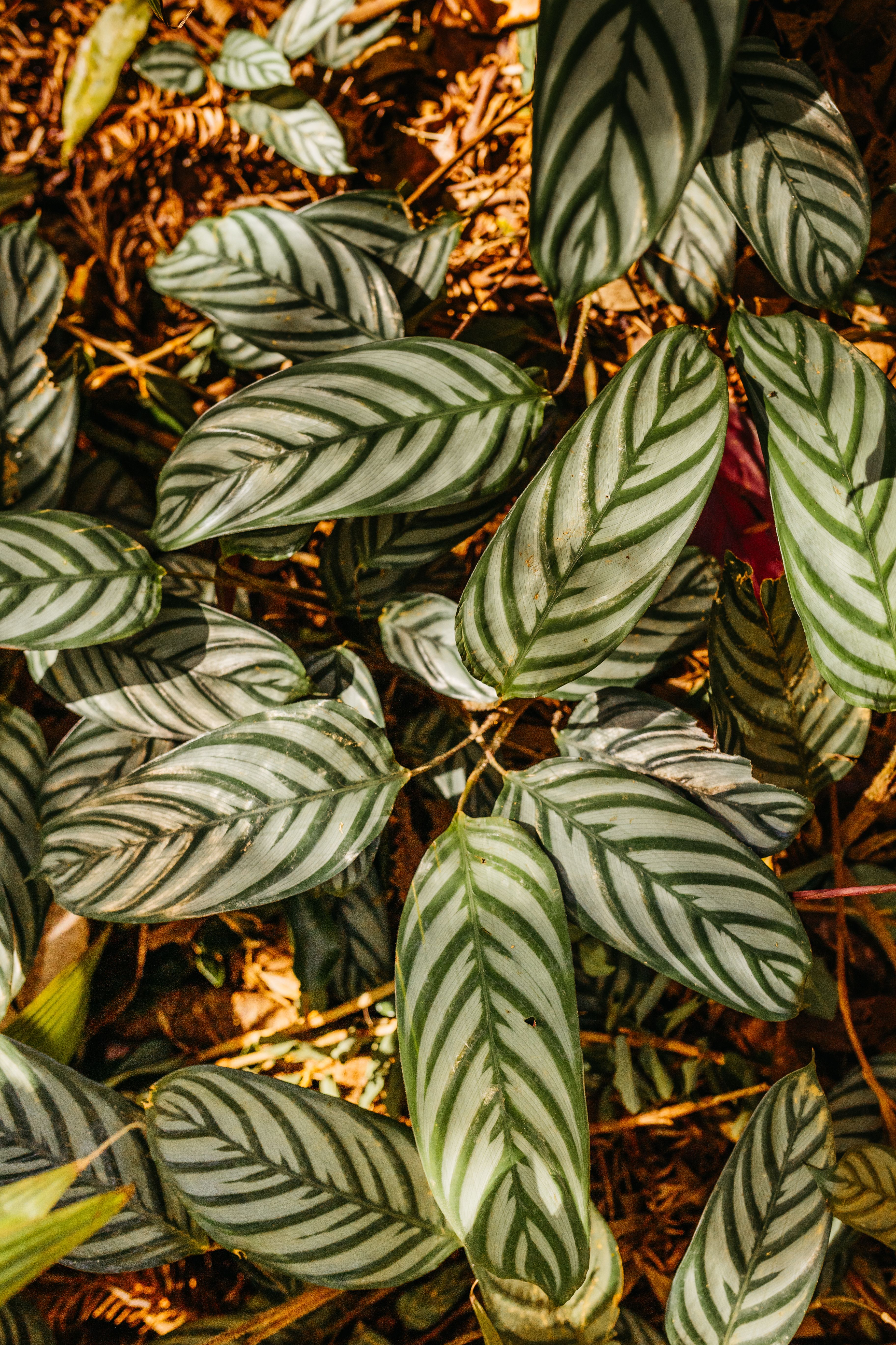 grátis Foto profissional grátis de calathea, calathea orbifolia, close-up de folha Foto profissional