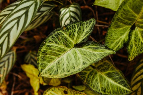 무성한, 성장, 식물군의 무료 스톡 사진