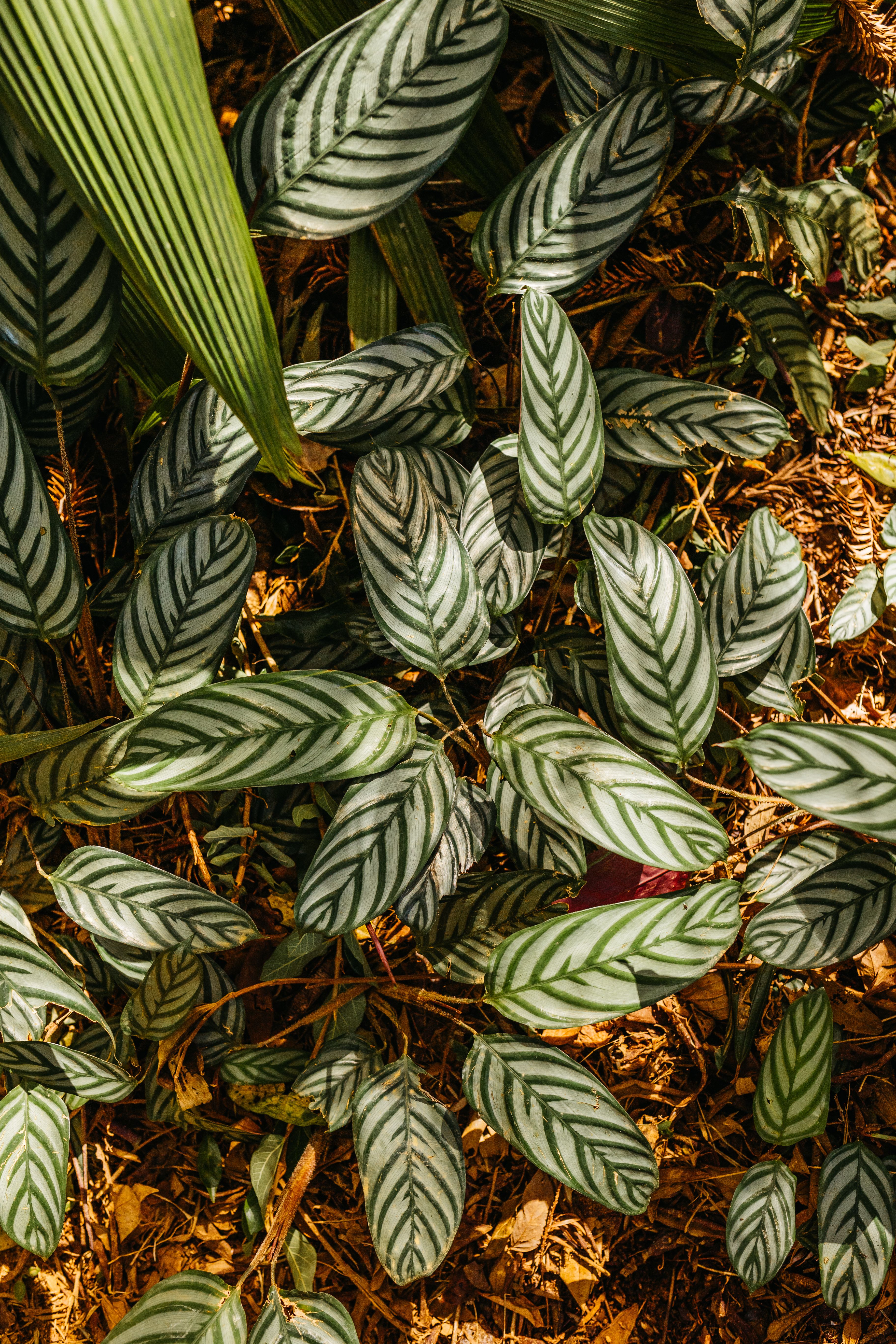 efeu boden Gemeiner Efeu (Hedera helix) als Bodendecker kaufen main image 1