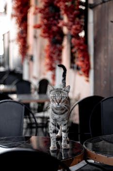 A curious tabby cat standing on a table in an outdoor cafe setting, surrounded by red decor.