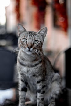 Adorable tabby cat with striking eyes sitting indoors, captured in a stunning portrait.