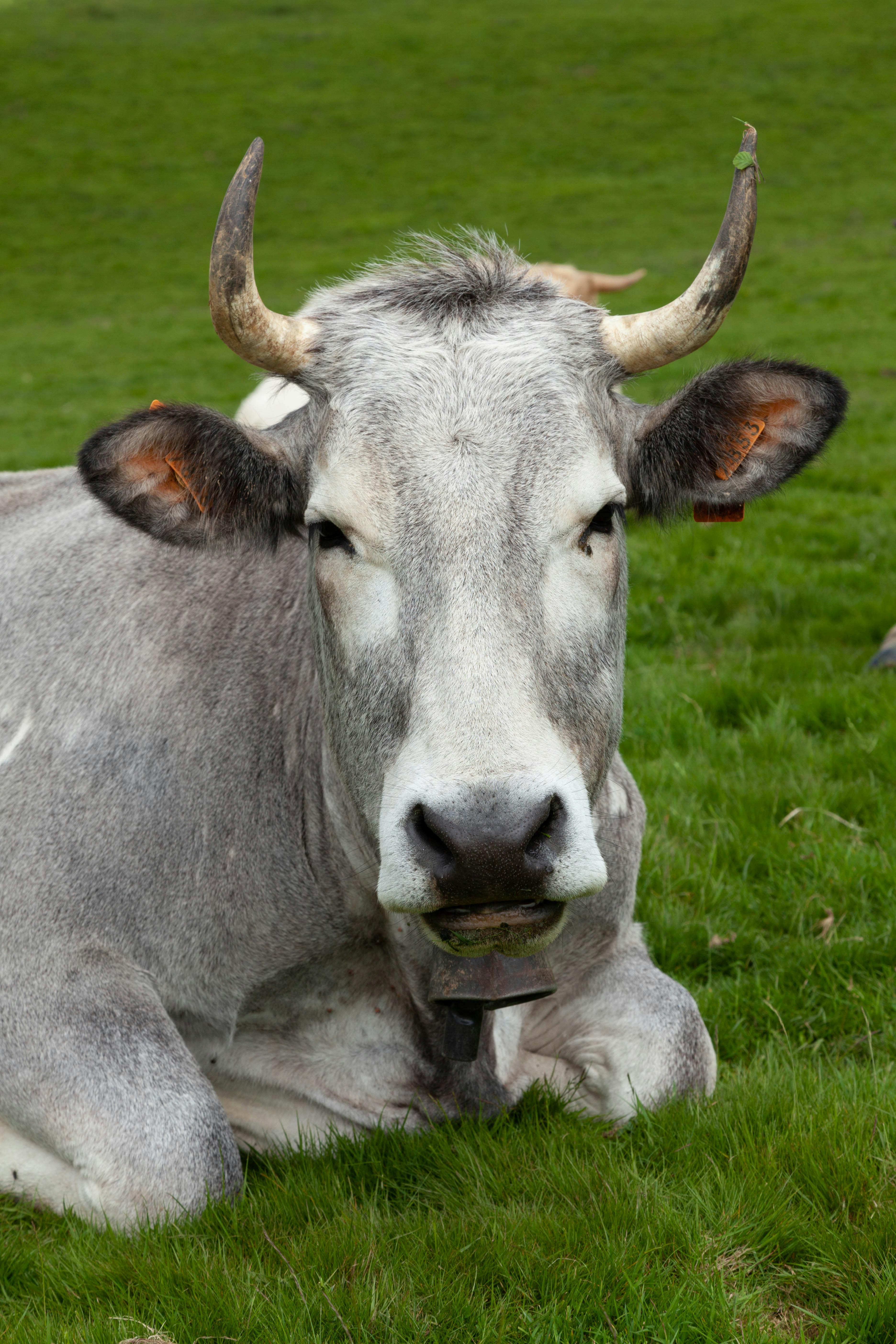 A serene cow relaxing in a French rural pasture, showcasing the countryside beauty.