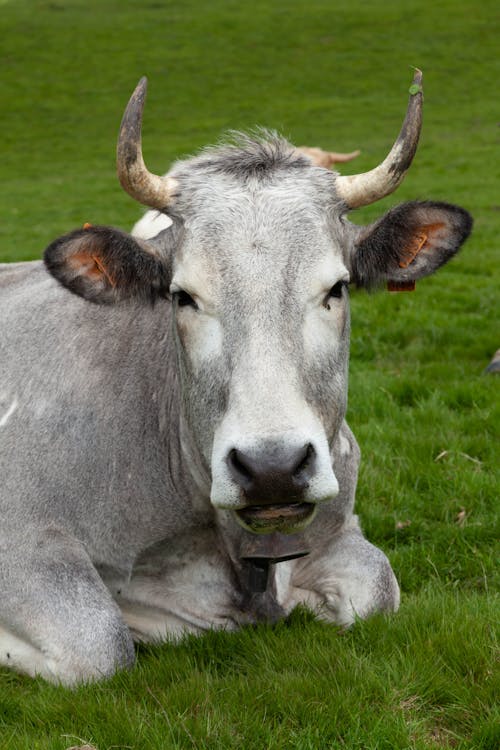 公牛, 動物攝影, 垂直拍攝 的 免費圖庫相片