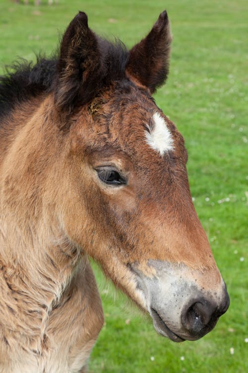 Gratis lagerfoto af bane, brun hest, dyrefotografering