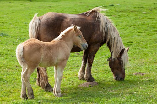 Horses on a Meadow in Sunlight 