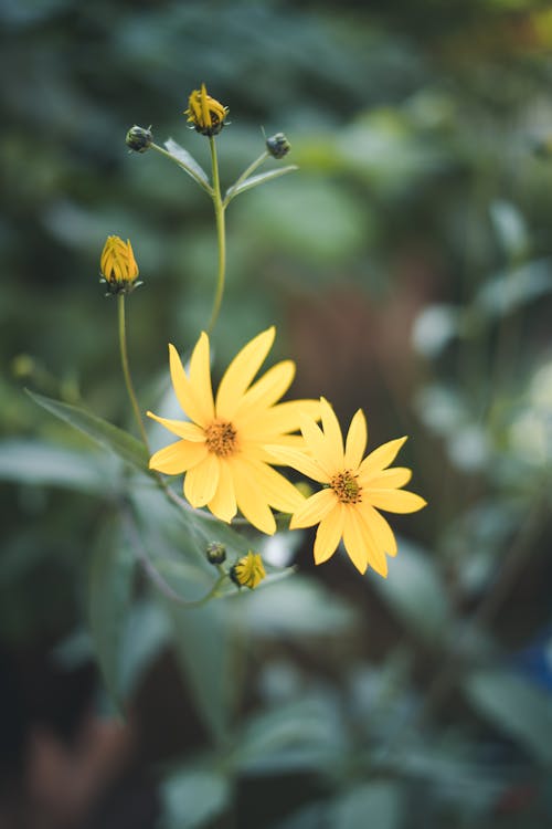 Kostenloses Stock Foto zu dekorativ, gelbe blumen, grazil