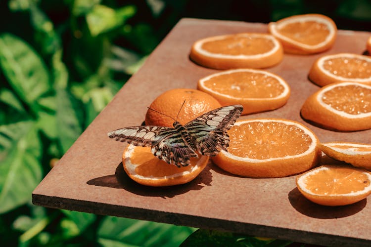 Butterfly On Orange Slices