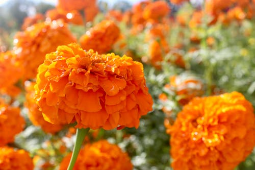 Foto profissional grátis de abundância, flores, foco seletivo